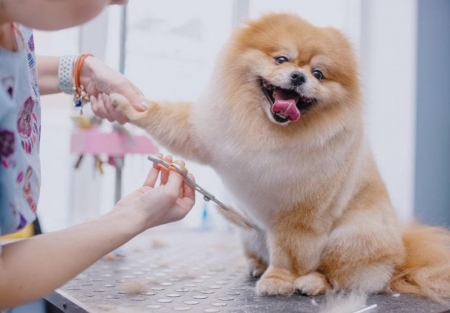 Pet Grooming business for sale in Milpitas 